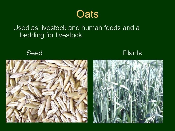 Oats Used as livestock and human foods and a bedding for livestock. Seed Plants