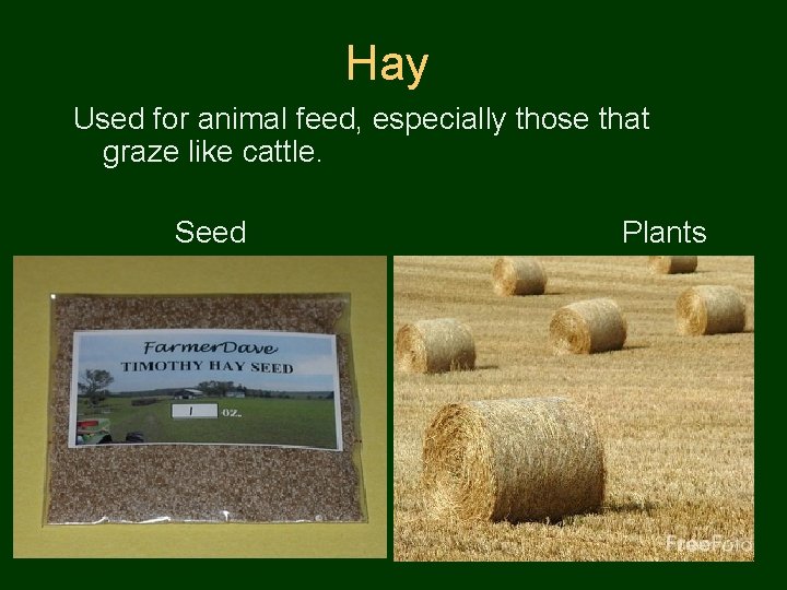 Hay Used for animal feed, especially those that graze like cattle. Seed Plants 