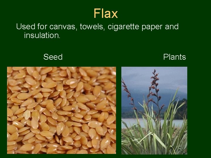 Flax Used for canvas, towels, cigarette paper and insulation. Seed Plants 
