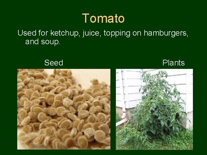 Tomato Used for ketchup, juice, topping on hamburgers, and soup. Seed Plants 