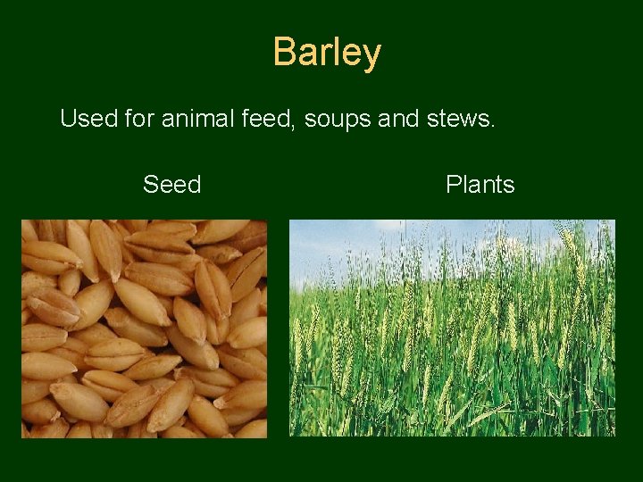 Barley Used for animal feed, soups and stews. Seed Plants 