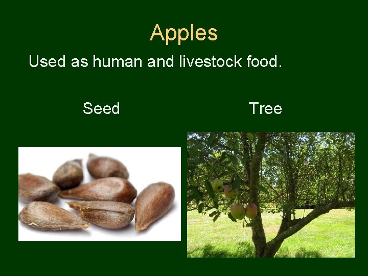 Apples Used as human and livestock food. Seed Tree 