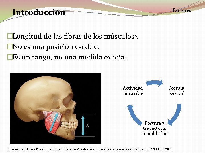 Introducción Factores �Longitud de las fibras de los músculos 3. �No es una posición