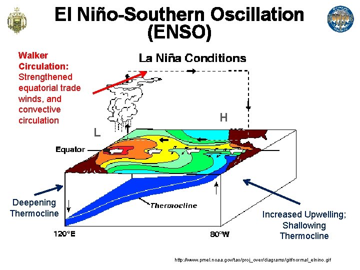 El Niño-Southern Oscillation (ENSO) Walker Circulation: Strengthened equatorial trade winds, and convective circulation H