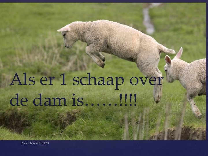 Als er 1 schaap over de dam is……!!!! Riny Dees 20151128 