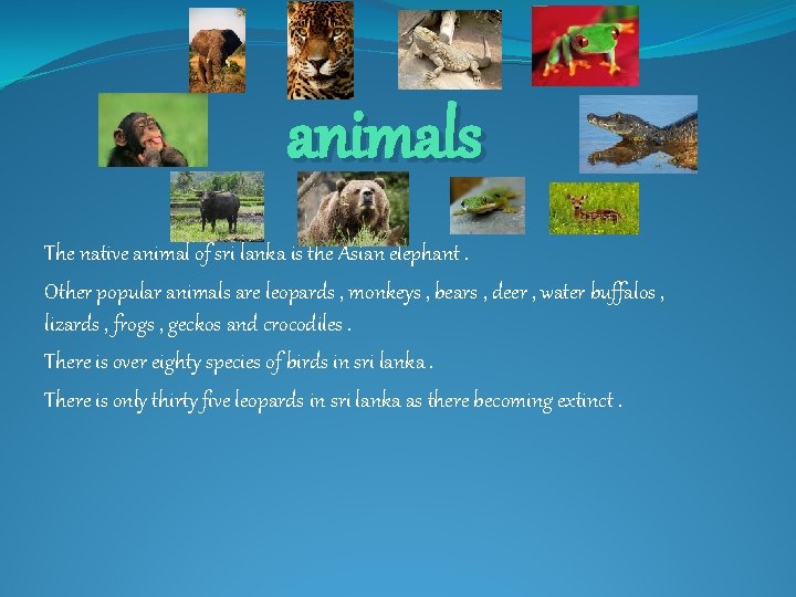 animals The native animal of sri lanka is the Asian elephant. Other popular animals