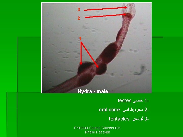 3 2 1 Hydra - male testes ﺧﺼﻲ 1 oral cone ﻣﺨﺮﻭﻁ ﻓﻤﻲ 2
