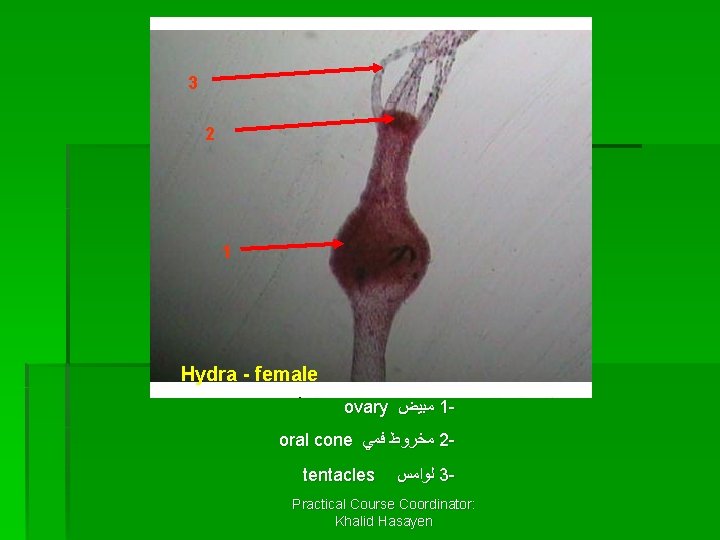 3 2 1 Hydra - female ovary ﻣﺒﻴﺾ 1 oral cone ﻣﺨﺮﻭﻁ ﻓﻤﻲ 2