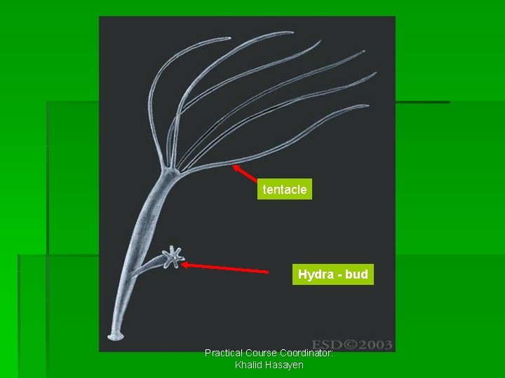 tentacle Hydra - bud Practical Course Coordinator: Khalid Hasayen 