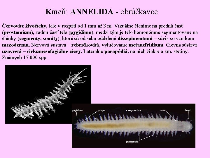 Kmeň: ANNELIDA - obrúčkavce Červovité živočíchy, telo v rozpätí od 1 mm až 3