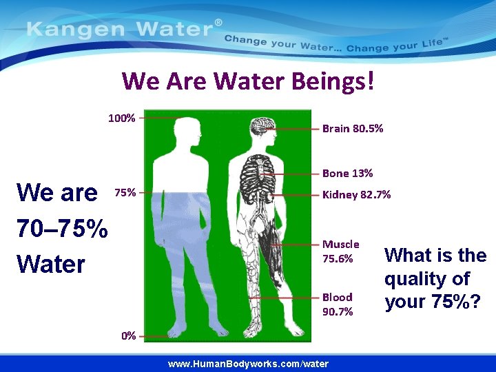 We Are Water Beings! 100% We are 75% 70– 75% Water Brain 80. 5%