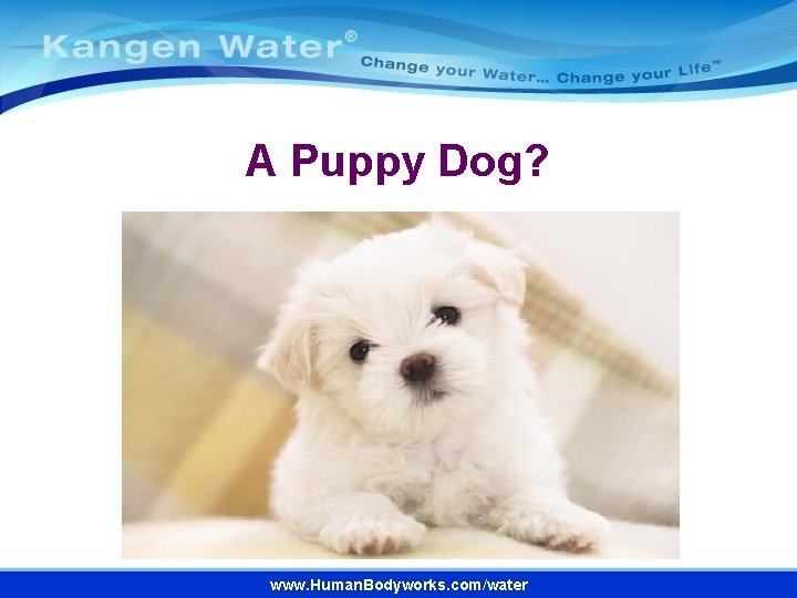A Puppy Dog? www. Human. Bodyworks. com/water 