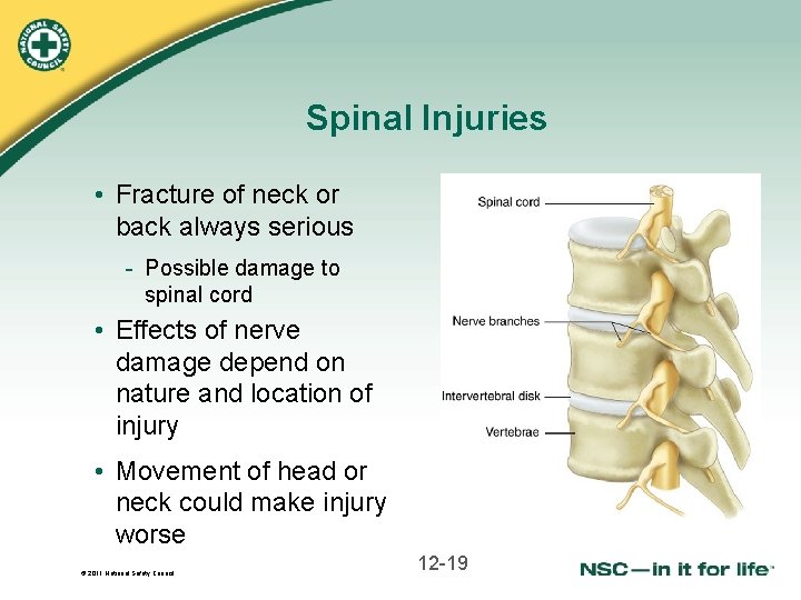 Spinal Injuries • Fracture of neck or back always serious - Possible damage to