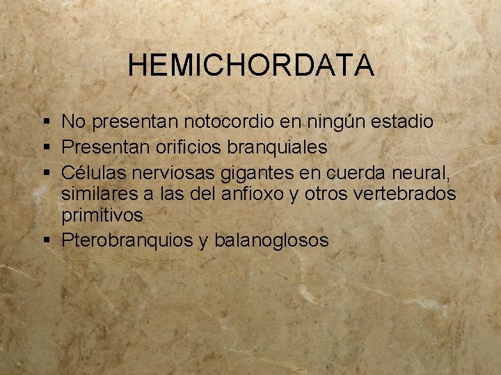 HEMICHORDATA § No presentan notocordio en ningún estadio § Presentan orificios branquiales § Células