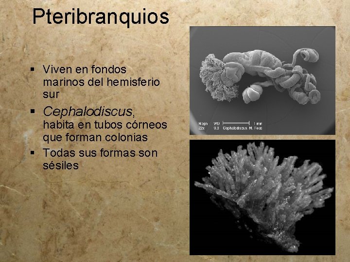 Pteribranquios § Viven en fondos marinos del hemisferio sur § Cephalodiscus, habita en tubos