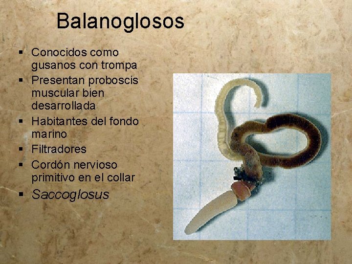 Balanoglosos § Conocidos como gusanos con trompa § Presentan proboscis muscular bien desarrollada §