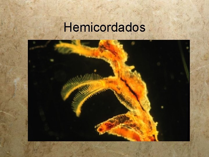 Hemicordados 