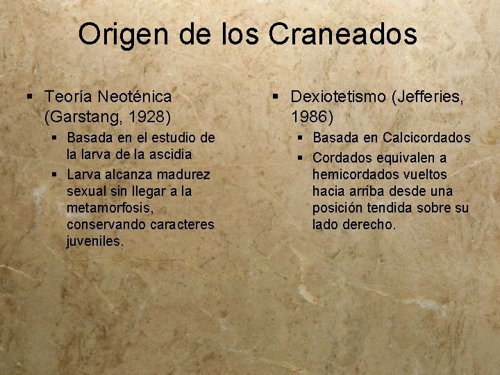 Origen de los Craneados § Teoría Neoténica (Garstang, 1928) § Basada en el estudio
