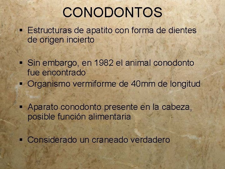 CONODONTOS § Estructuras de apatito con forma de dientes de origen incierto § Sin