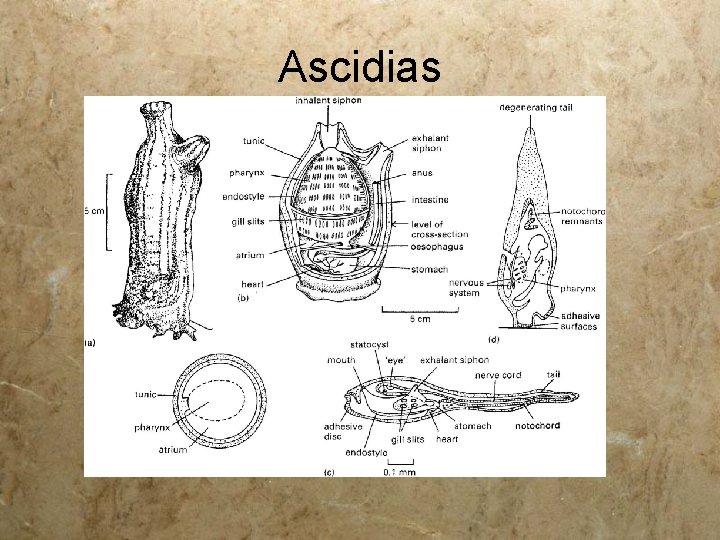 Ascidias 