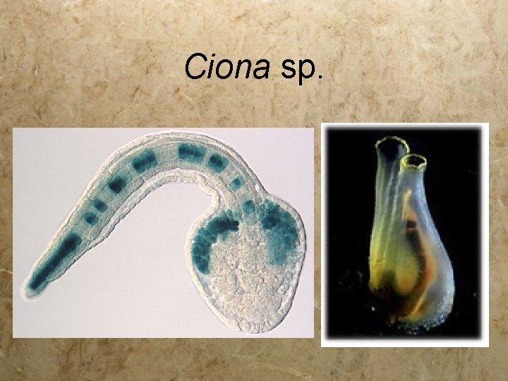 Ciona sp. 