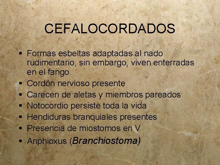 CEFALOCORDADOS § Formas esbeltas adaptadas al nado rudimentario, sin embargo, viven enterradas en el