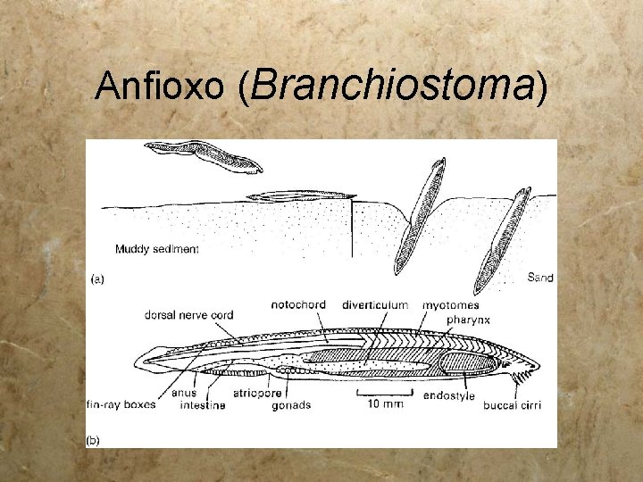 Anfioxo (Branchiostoma) 