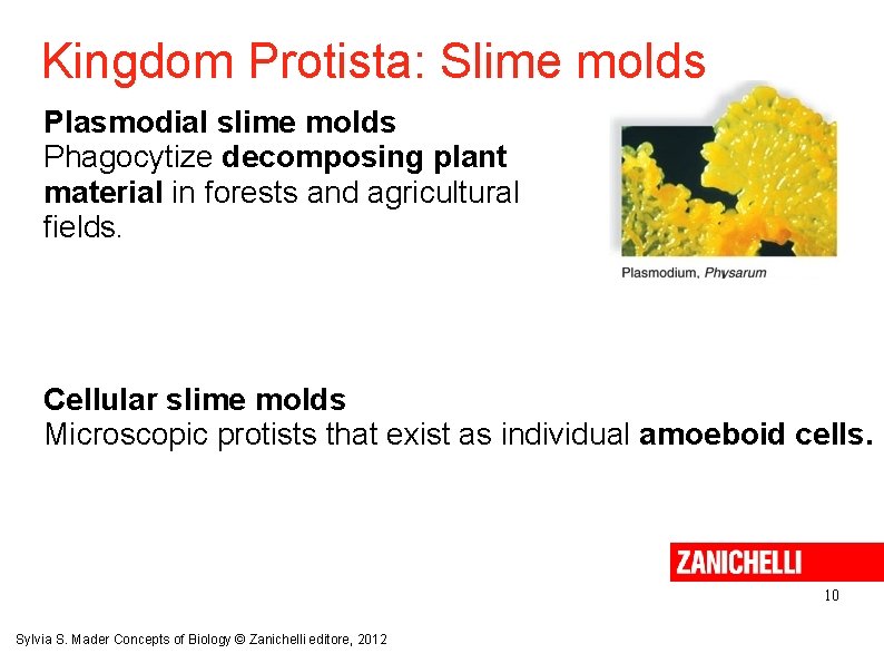 Kingdom Protista: Slime molds Plasmodial slime molds Phagocytize decomposing plant material in forests and