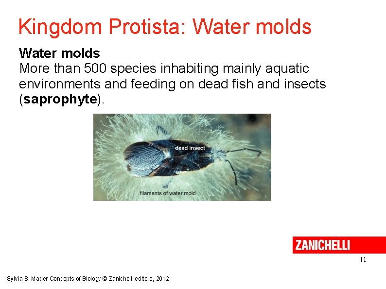 Kingdom Protista: Water molds More than 500 species inhabiting mainly aquatic environments and feeding