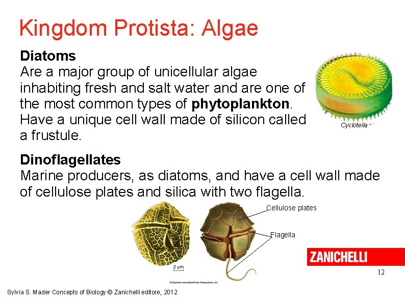 Kingdom Protista: Algae Diatoms Are a major group of unicellular algae inhabiting fresh and