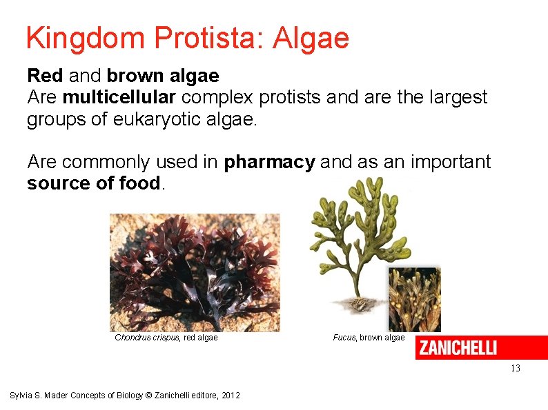 Kingdom Protista: Algae Red and brown algae Are multicellular complex protists and are the