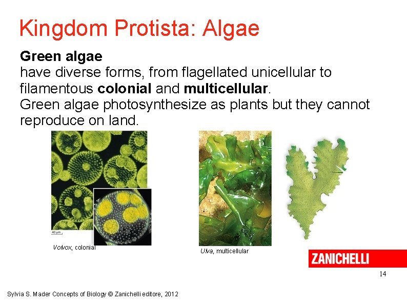 Kingdom Protista: Algae Green algae have diverse forms, from flagellated unicellular to filamentous colonial