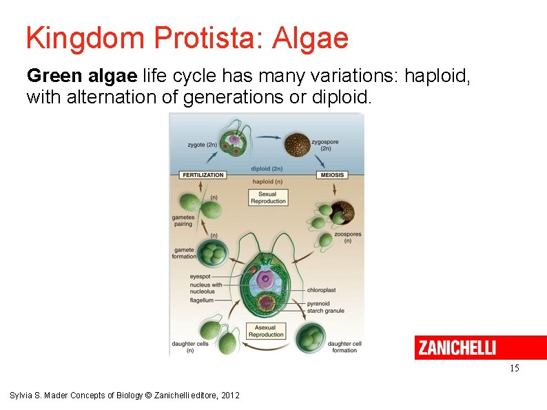 Kingdom Protista: Algae Green algae life cycle has many variations: haploid, with alternation of