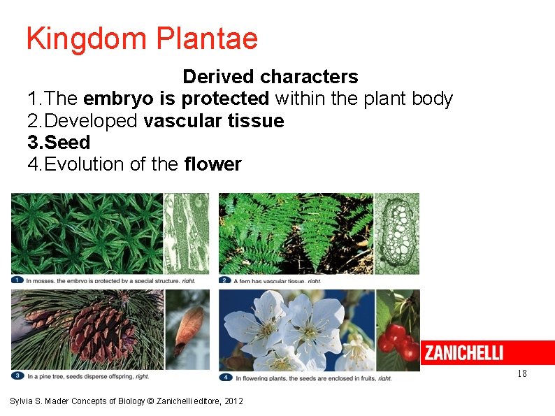 Kingdom Plantae Derived characters 1. The embryo is protected within the plant body 2.