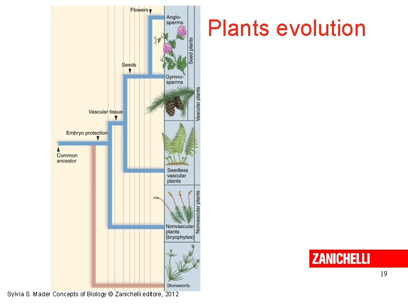 Plants evolution 19 Sylvia S. Mader Concepts of Biology © Zanichelli editore, 2012 