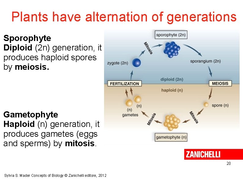 Plants have alternation of generations Sporophyte Diploid (2 n) generation, it produces haploid spores