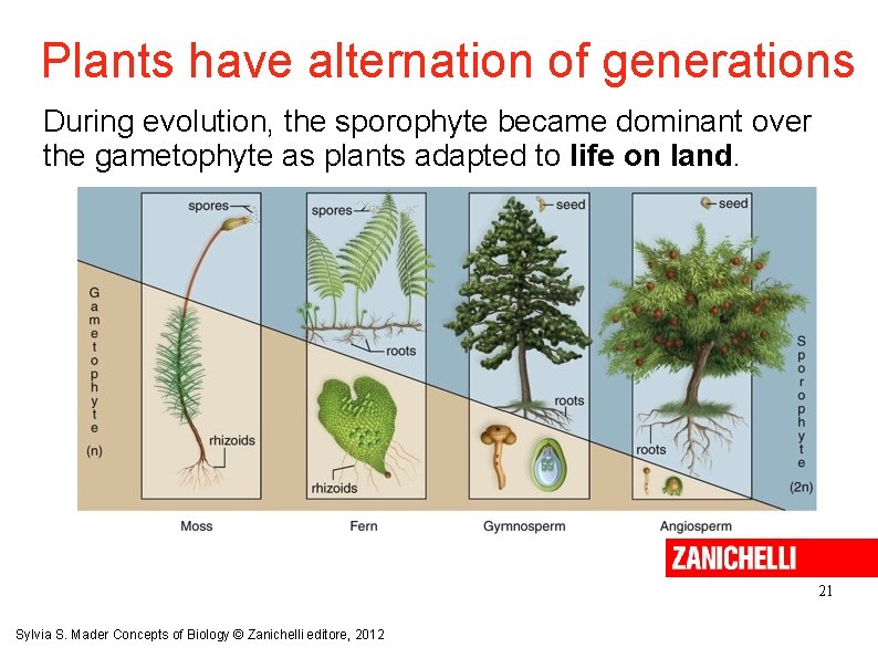 Plants have alternation of generations During evolution, the sporophyte became dominant over the gametophyte