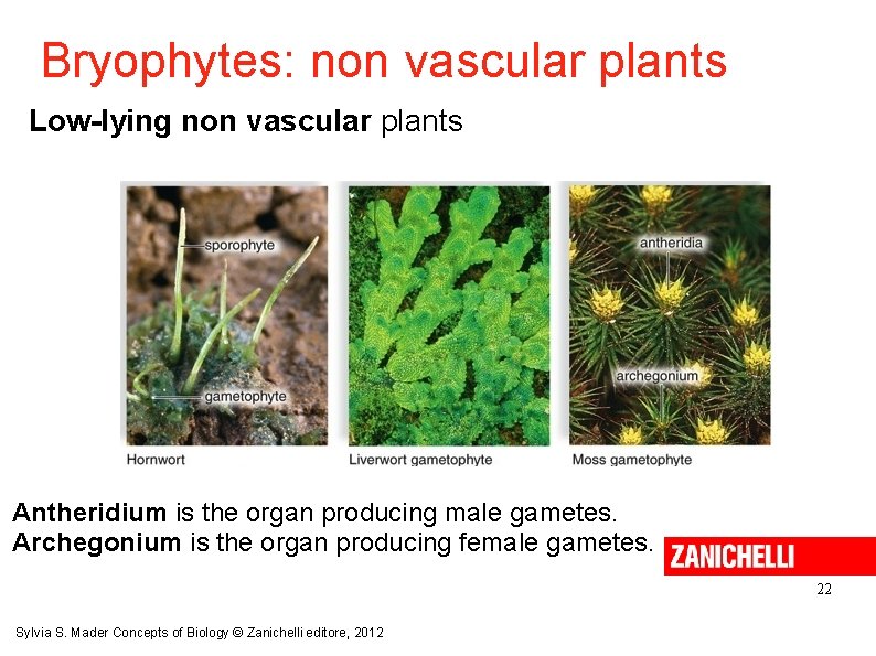 Bryophytes: non vascular plants Low-lying non vascular plants Antheridium is the organ producing male