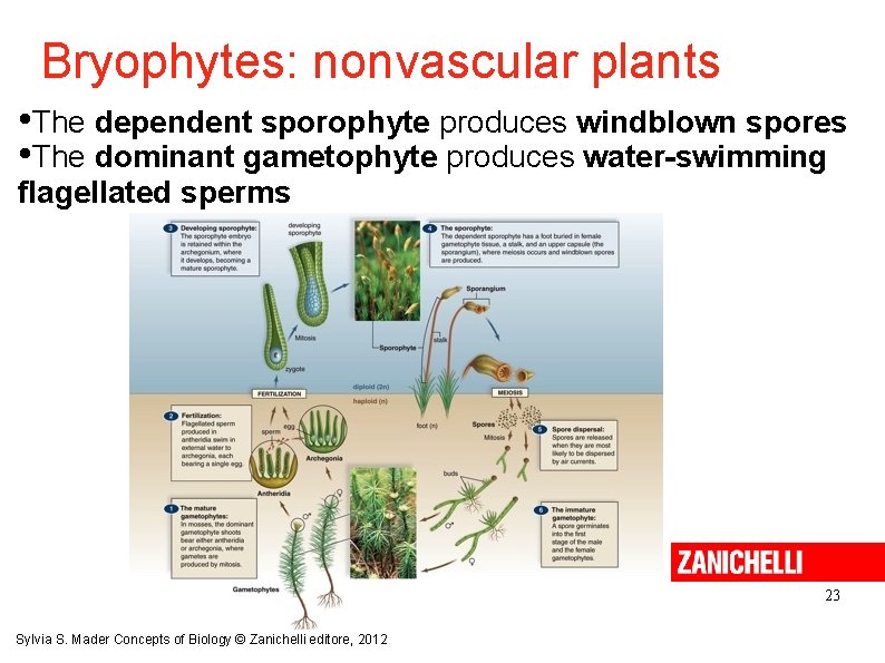 Bryophytes: nonvascular plants • The dependent sporophyte produces windblown spores • The dominant gametophyte