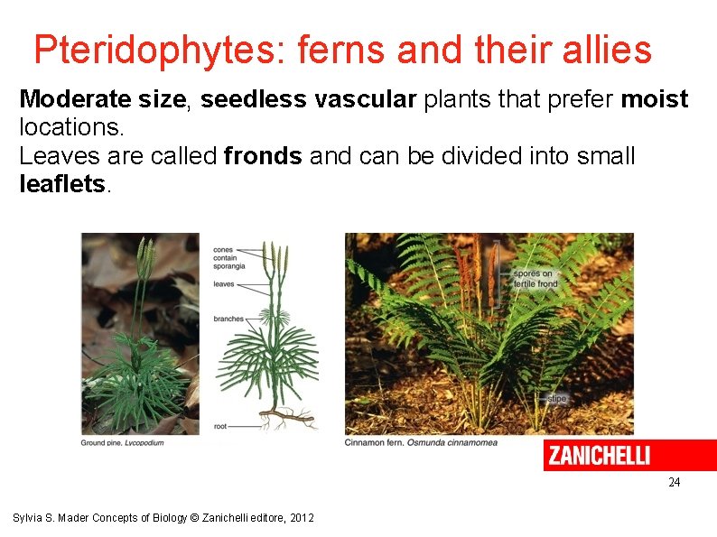 Pteridophytes: ferns and their allies Moderate size, seedless vascular plants that prefer moist locations.