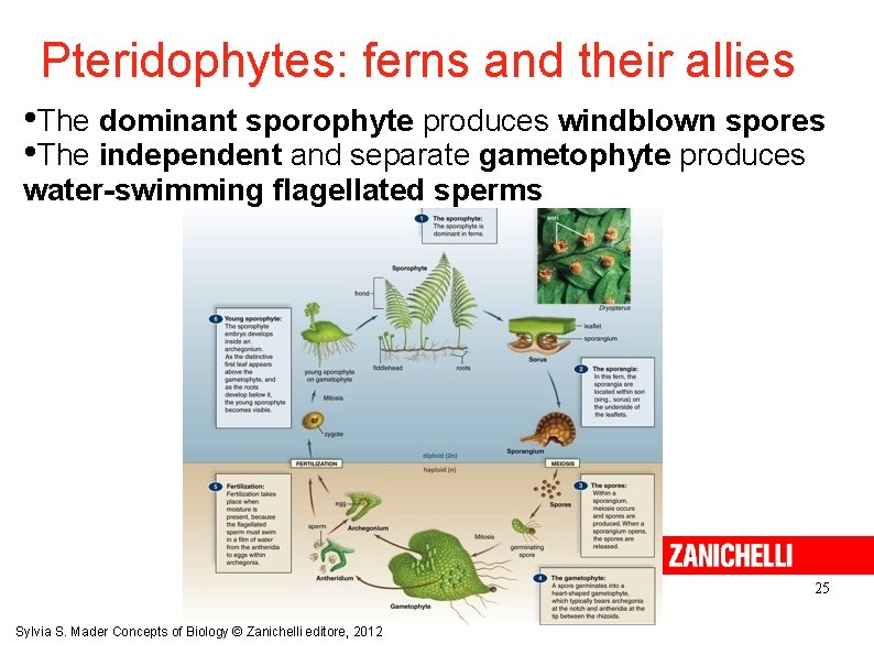 Pteridophytes: ferns and their allies • The dominant sporophyte produces windblown spores • The