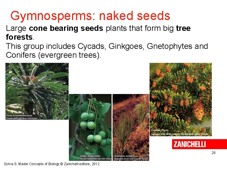 Gymnosperms: naked seeds Large cone bearing seeds plants that form big tree forests. This