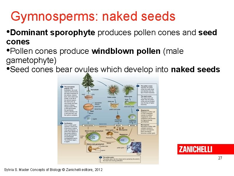 Gymnosperms: naked seeds • Dominant sporophyte produces pollen cones and seed cones • Pollen
