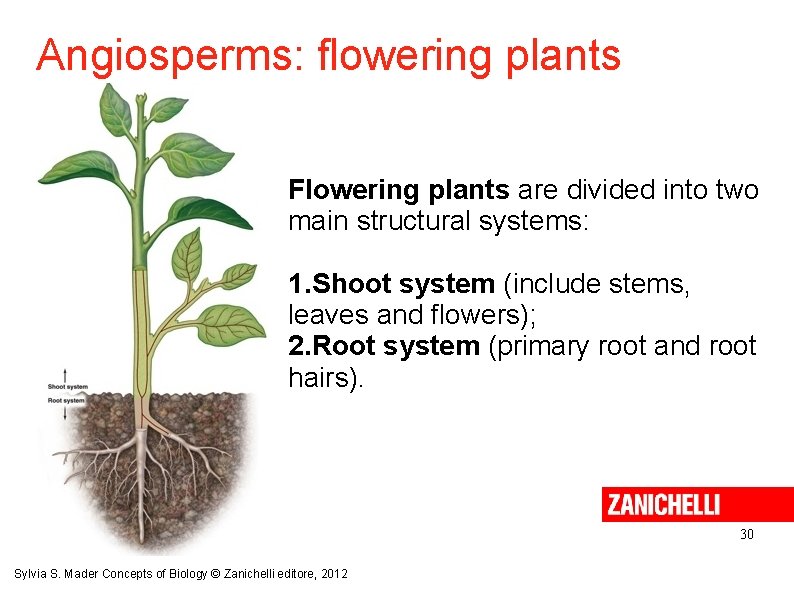 Angiosperms: flowering plants Flowering plants are divided into two main structural systems: 1. Shoot