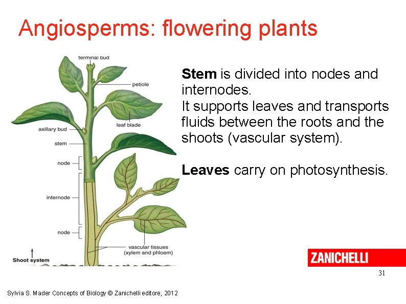 Angiosperms: flowering plants Stem is divided into nodes and internodes. It supports leaves and