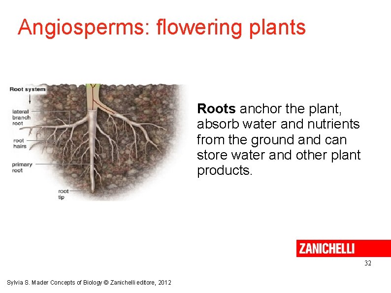 Angiosperms: flowering plants Roots anchor the plant, absorb water and nutrients from the ground