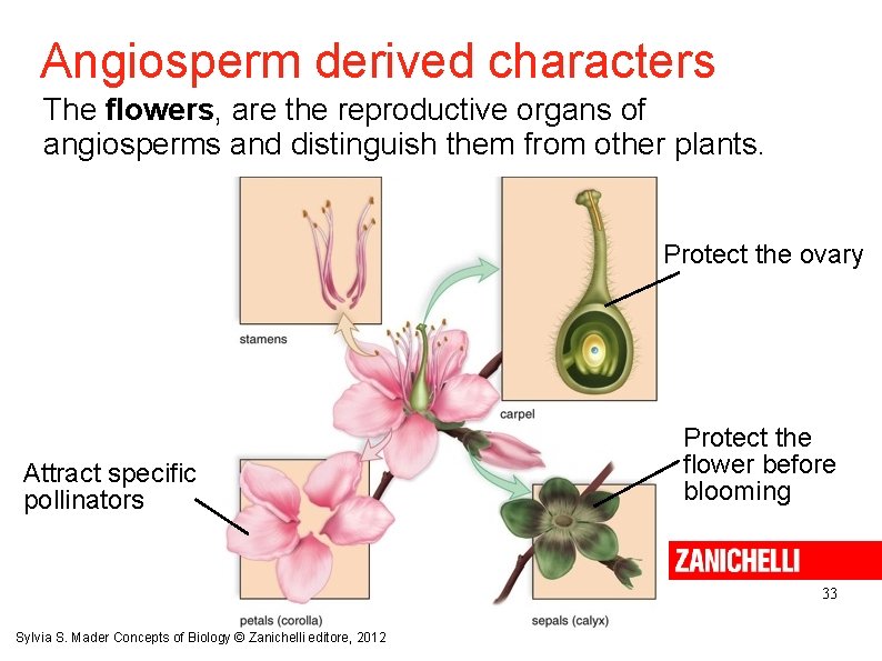 Angiosperm derived characters The flowers, are the reproductive organs of angiosperms and distinguish them