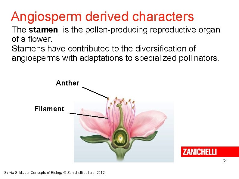 Angiosperm derived characters The stamen, is the pollen-producing reproductive organ of a flower. Stamens