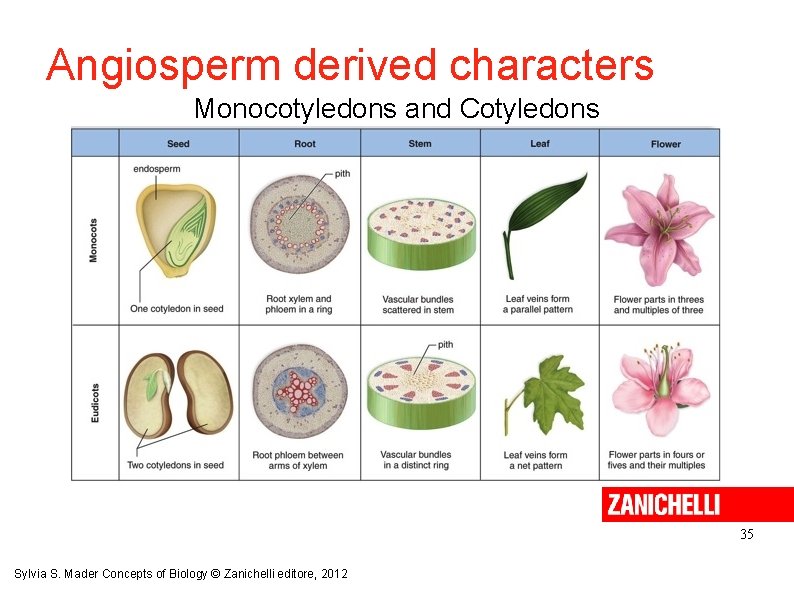 Angiosperm derived characters Monocotyledons and Cotyledons 35 Sylvia S. Mader Concepts of Biology ©