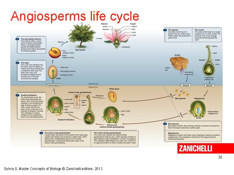 Angiosperms life cycle 36 Sylvia S. Mader Concepts of Biology © Zanichelli editore, 2012